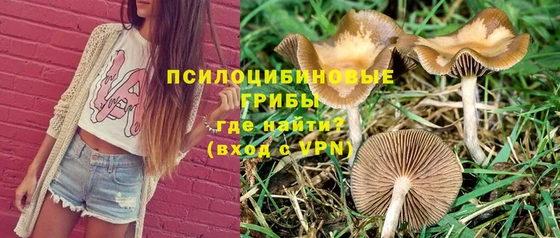 Псилоцибиновые грибы MAGIC MUSHROOMS  где купить   Ижевск 